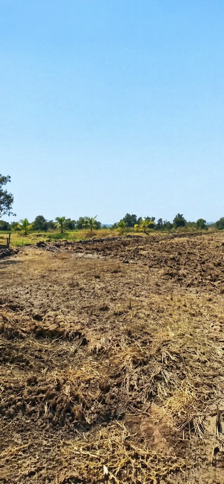 Lotus Realty — Premium Plots